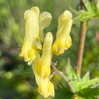 Aconitum lamarckii